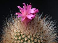 Thumbnail of 1085_Matucana comacephala_20150510_02(1).JPG
